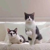 坏熊