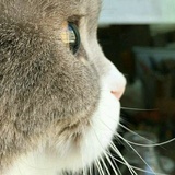 江慧