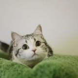 喵(^･ｪ･^)