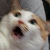 QAQ