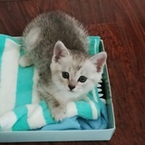 馒头呀是只猫