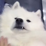 全球反香菜联盟