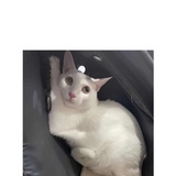 一只陈奕迅