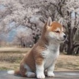 睡醒了去巡山
