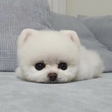 乔乔