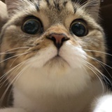 秃今天踩屎了吗