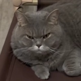 二八大