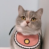 猪猪出击