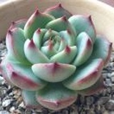 月