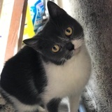 行走的pp猪