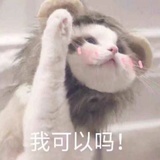 一只喵喵呀