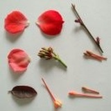 花本无语
