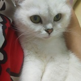 隔壁老猫