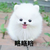 我家大宝