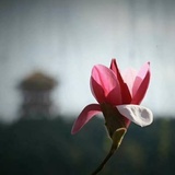 云胡不喜