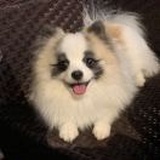 呆子妍😊