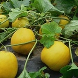 豆豆友友2013