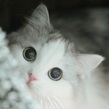 来偷猫咯！