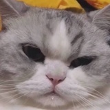 克尔苏加德