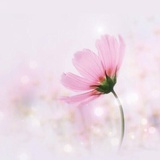 灯芯草