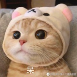 豆包是只橘猫