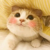 精致的小猪猪