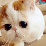 大脸猫不吃鱼