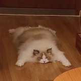阳大敏