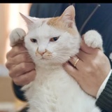 村中二狗子