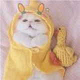 卿