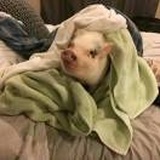 🐷🐷🐷