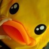 一只欢乐的小黄