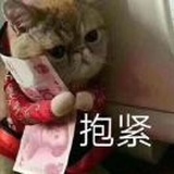 旋涡猫