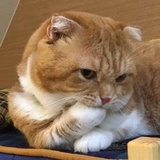 脑内妄想症