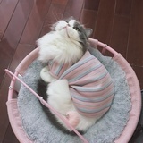 Mintylin