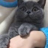 pepper