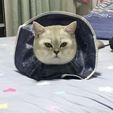 正狗