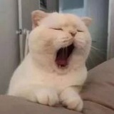 亲爱的小熊姐