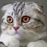 (#^.^#)