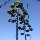 小饼干