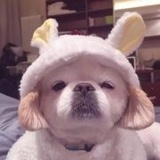 这里是闹妹