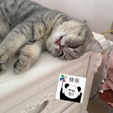 糖糖小仙女