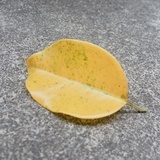琦铉……。