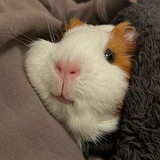 Binky