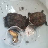 食物链波诡云谲