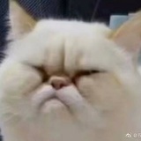 青辞