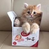 PuPu