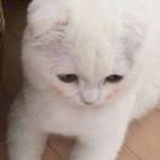 致橡树