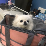 小肘子