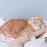 王洛阳